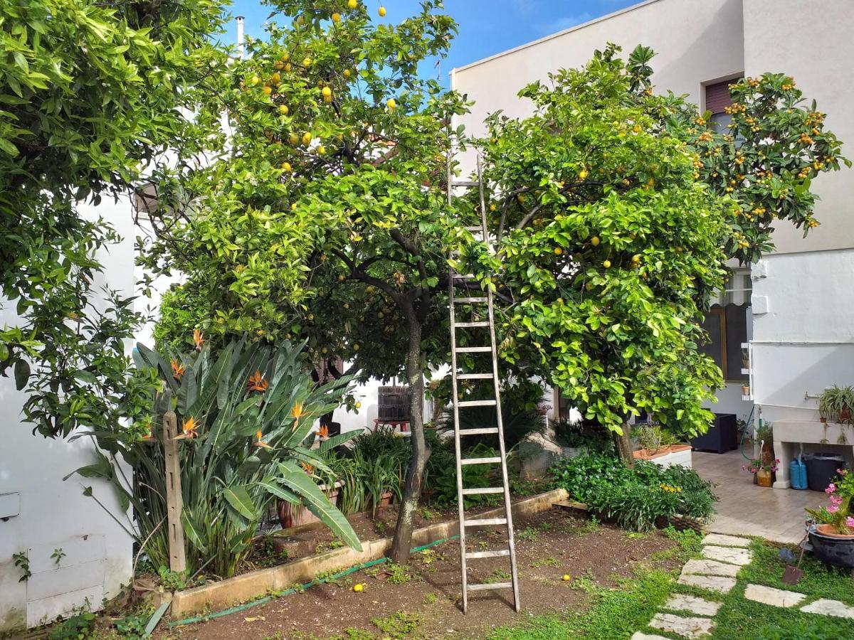 לינה וארוחת בוקר אבטראנה Citrus Garden מראה חיצוני תמונה